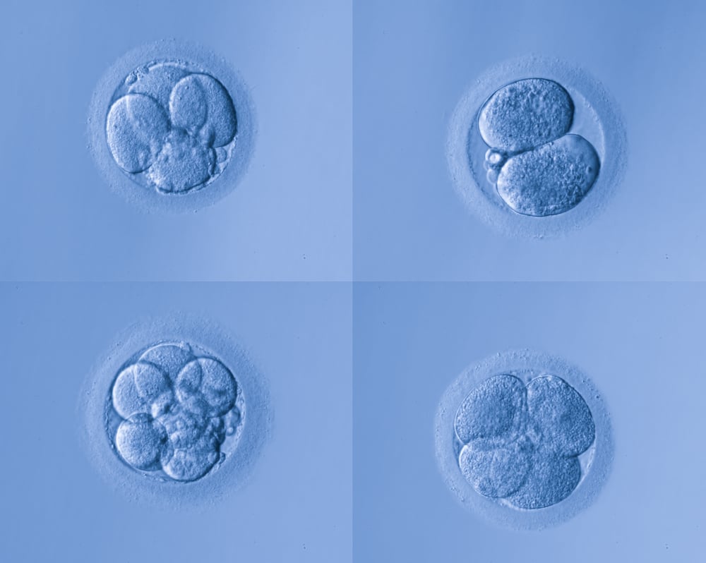 human embryo development day by day
